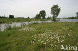 Gewone margriet (Leucanthemum vulgare)