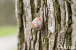 Brown-lipped Snail (Cepaea nemoralis)