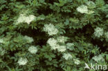 Gewone vlier (Sambucus nigra)