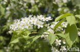 Gewone vogelkers (Prunus padus)