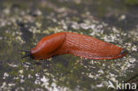 Red Slug (Arion ater rufus)