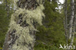 Beard lichen (Usnea subfloridana)