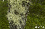 Beard lichen (Usnea subfloridana)