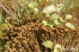 Gewoon haarmos (Polytrichum commune)