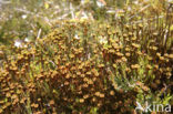 haircap moss (Polytrichum commune)