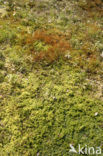 Gewoon haarmos (Polytrichum commune)