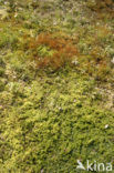 haircap moss (Polytrichum commune)