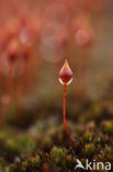 haircap moss (Polytrichum commune)