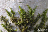 Cypress-leaved Plait-moss (Hypnum cupressiforme)