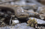 Gladde slang (Coronella austriaca) 