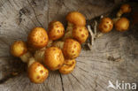 Goudvliesbundelzwam (Pholiota aurivella)