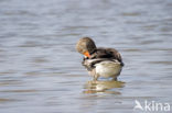 Grey Lag-Goose (Anser anser)