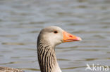 Grey Lag-Goose (Anser anser)