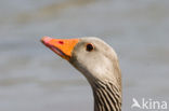 Grey Lag-Goose (Anser anser)