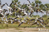 Grijskopmeeuw (Larus cirrocephalus)