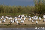 Grijskopmeeuw (Larus cirrocephalus)