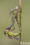 Groene glazenmaker (Aeshna viridis) 