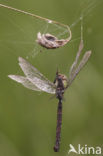 Green Hawker (Aeshna viridis)