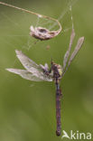 Green Hawker (Aeshna viridis)