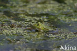 green frog (Rana esculenta 