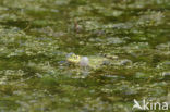green frog (Rana esculenta 
