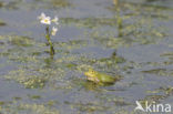 green frog (Rana esculenta 
