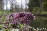 Groot hoefblad (Petasites hybridus)