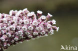 Groot hoefblad (Petasites hybridus)