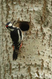 Great Spotted Woodpecker (Dendrocopos major)