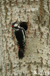 Great Spotted Woodpecker (Dendrocopos major)