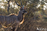 Greater kudu (Tragelaphus strepsiceros)