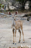 Greater kudu (Tragelaphus strepsiceros)