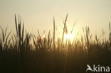 Grote lisdodde (Typha latifolia)