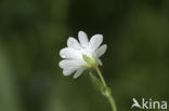 Greater Stitchwort (Stellaria holostea)