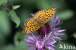 Grote parelmoervlinder (Argynnis aglaja) 