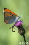 Large Copper (Lycaena dispar)