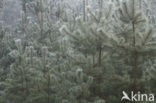 Scots Pine (Pinus sylvestris)