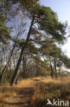 Grove den (Pinus sylvestris)