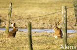 Haas (Lepus europaeus)