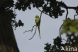 Rose-ringed Parakeet (Psittacula krameri)