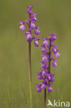 Harlekijnorchis