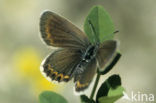 Heideblauwtje (Plebejus argus) 