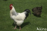 Fowl
