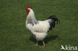 Fowl