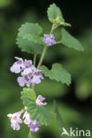 Ground Ivy (Glechoma hederacea)