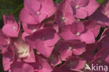 Hortensia (Hydrangea spec)