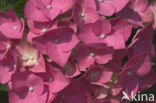 Hortensia (Hydrangea spec)