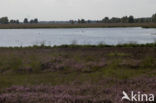 Internationaal Natuurpark Bourtanger Moor-Bargerveen