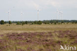 Internationaler Naturpark Bourtanger Moor-Bargerveen