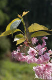 Japanse sierkers (Prunus serrulata)